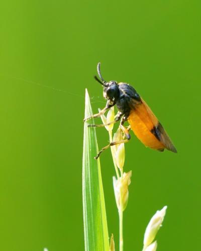 Arge sp.